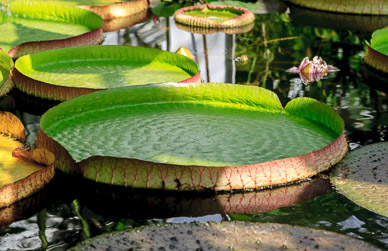 Historic Hokkaido Government Building gardens