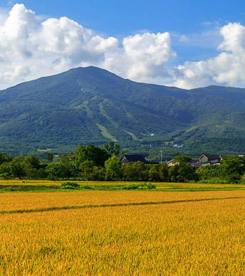 Ski resort hill in Iwanai, where we are staying (rice field in foreground)