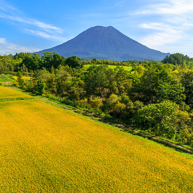 Niseko in distance, rice in foreground