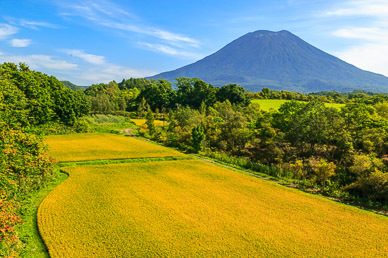 Niseko in distance, rice in foreground