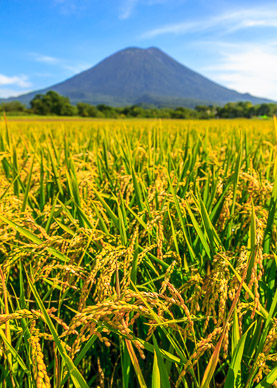Niseko in distance, rice in foreground