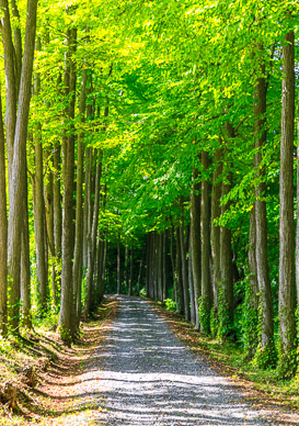 Beautiful side drives