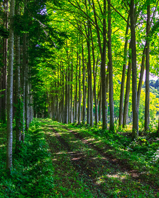 Beautiful side drives