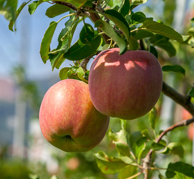Lots of fruit orchards