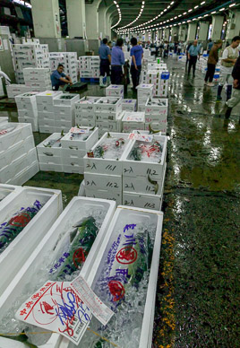 Tsukiji fish market