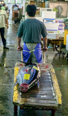 Tsukiji fish market