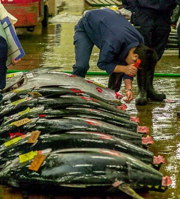 Tsukiji fish market
