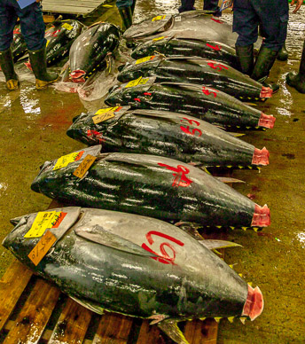 Tsukiji fish market
