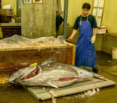 Tsukiji fish market