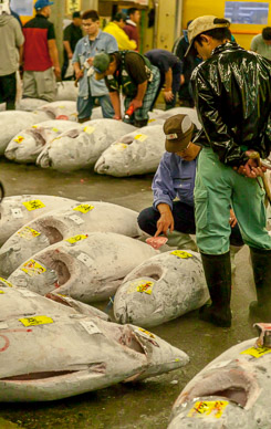 Tsukiji fish market