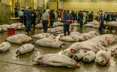 Tsukiji fish market