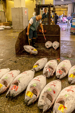 Tsukiji fish market