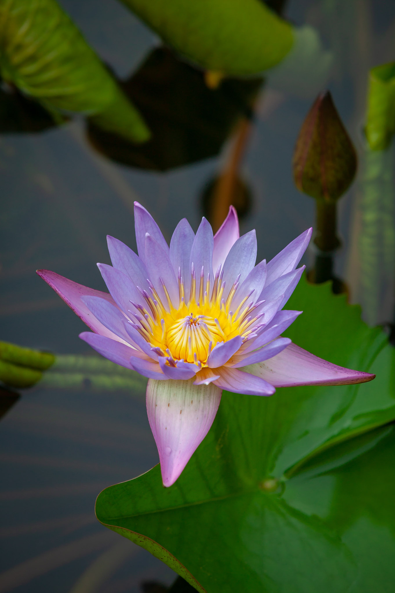 Lotus blossoms