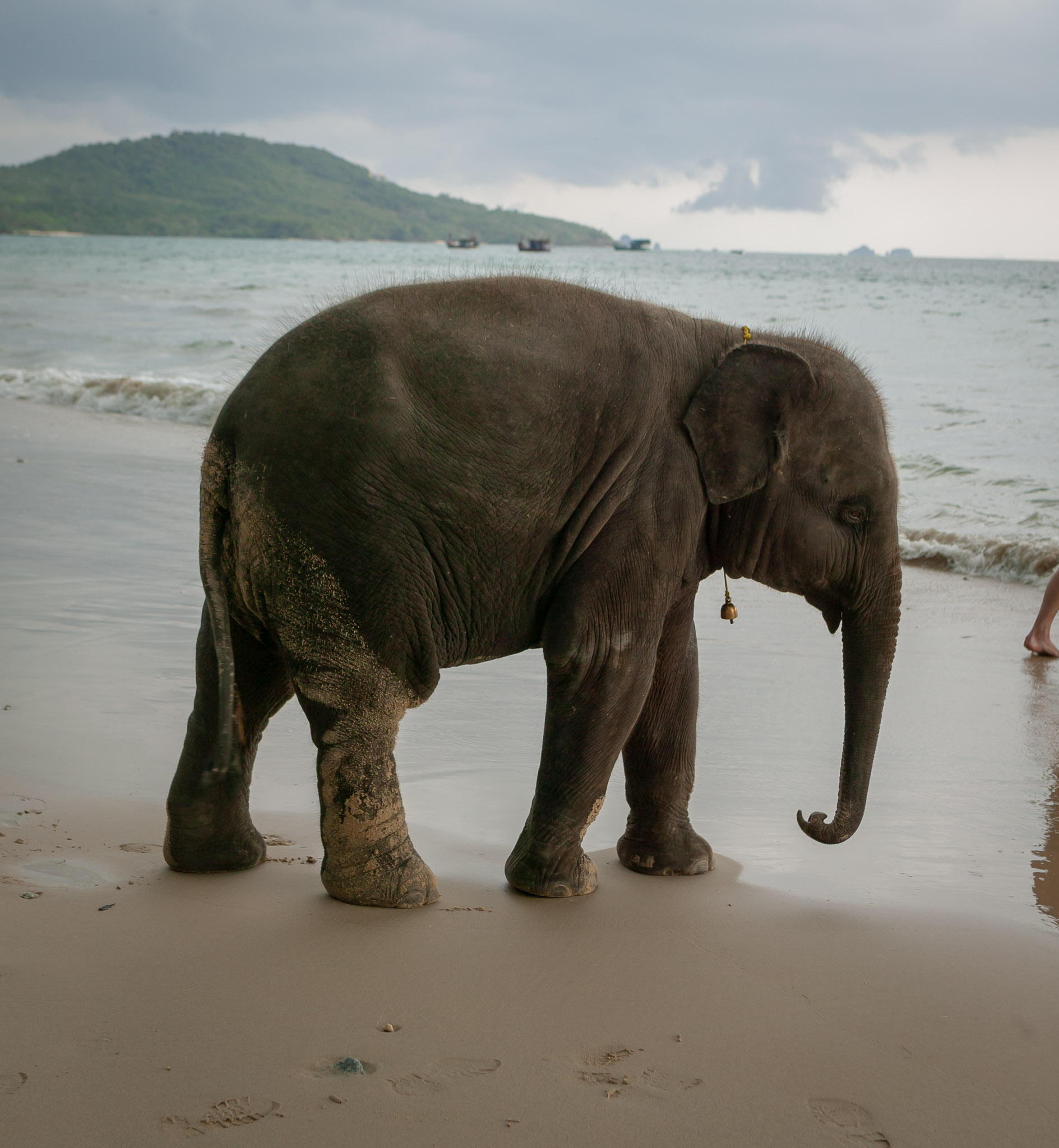 Local baby elephant at Krabi