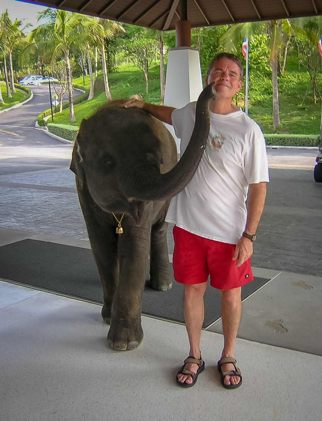 Local baby elephant at Krabi