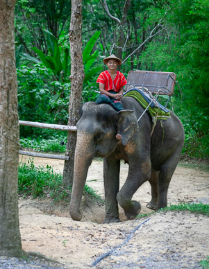 Elephant excursion