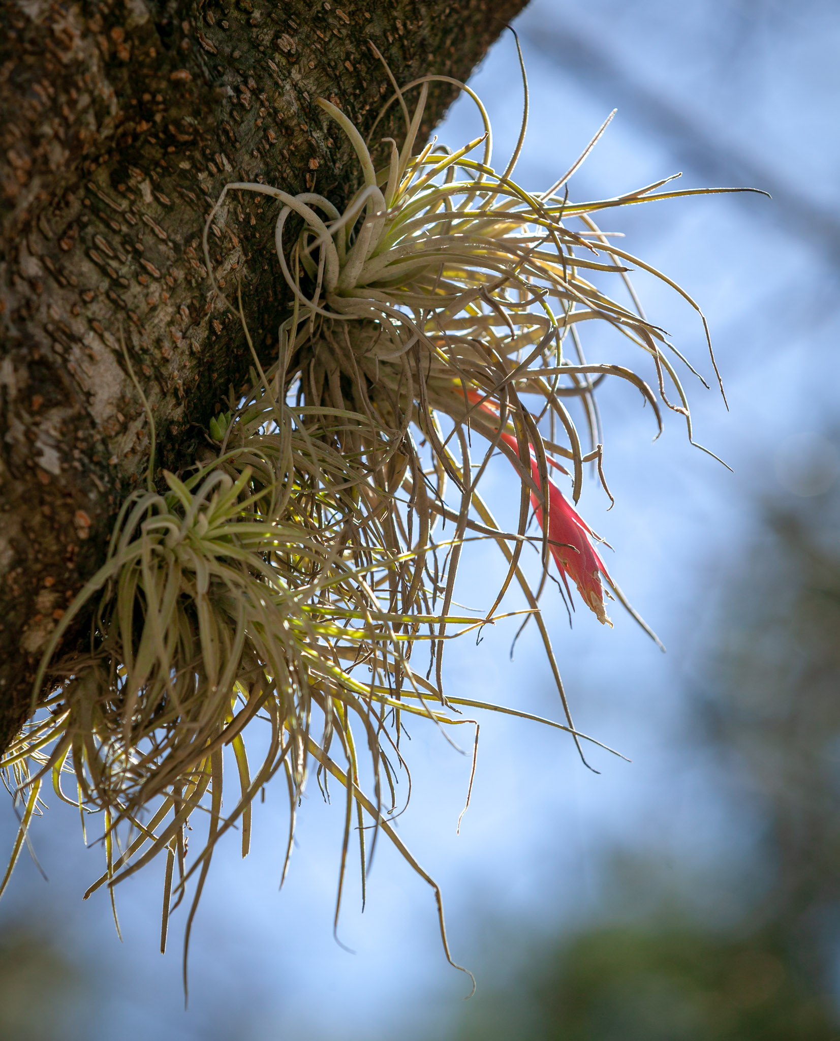 bromeliad growing on tree
