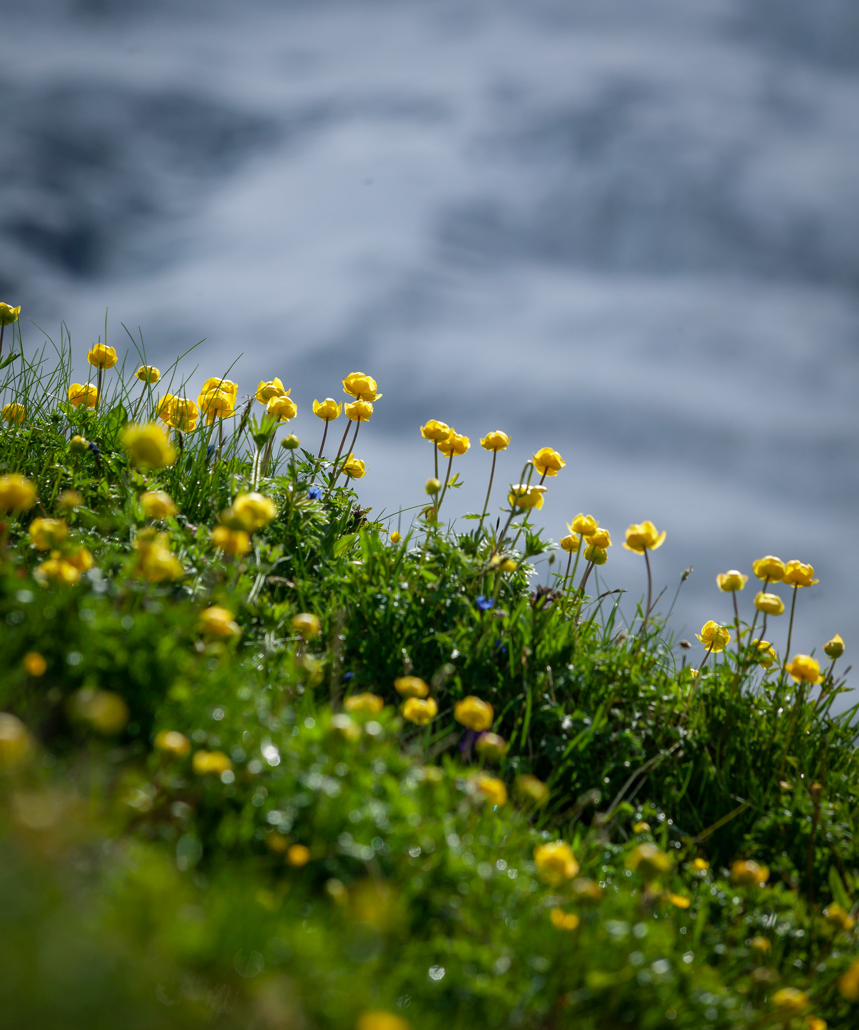 Wildflowers beneath the Eiger