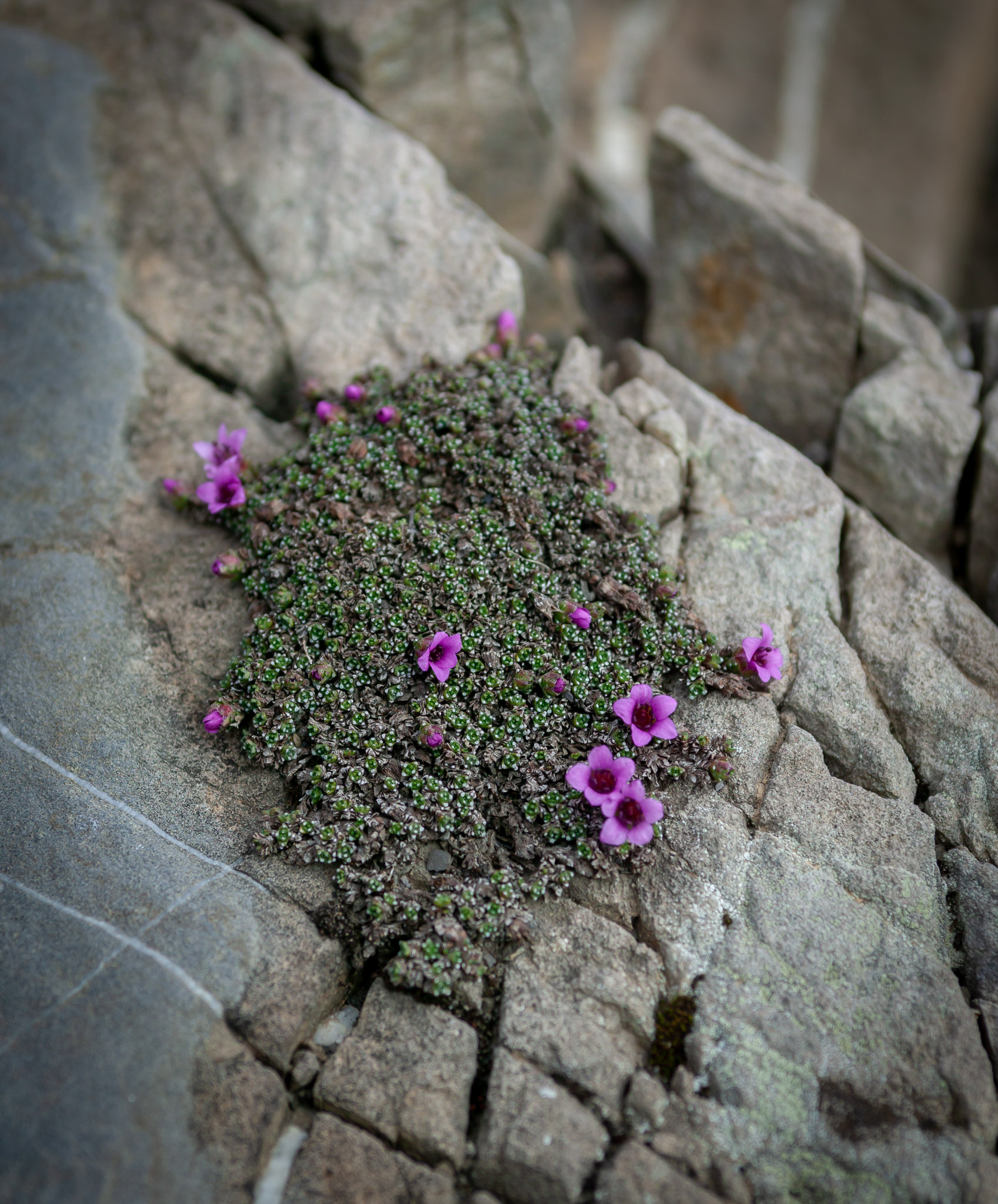 Hardy alpine flowers