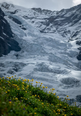 Wildflowers beneath the Eiger