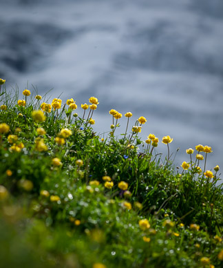 Wildflowers beneath the Eiger