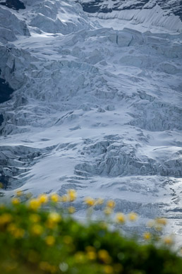 Wildflowers beneath the Eiger