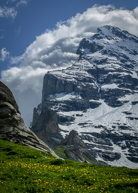 Wildflowers beneath the Eiger