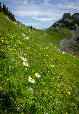View along Schynige Platte-First-Grindelwald hike