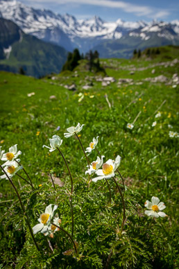 View along Schynige Platte-First-Grindelwald hike