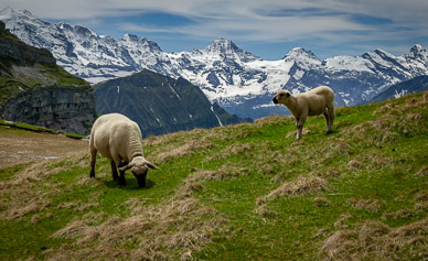 View along Schynige Platte-First-Grindelwald hike