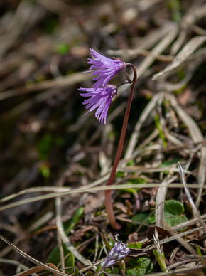 Hardy alpine flowers