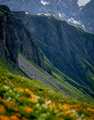 Wildflower display (First gondola tram station on the ridge)