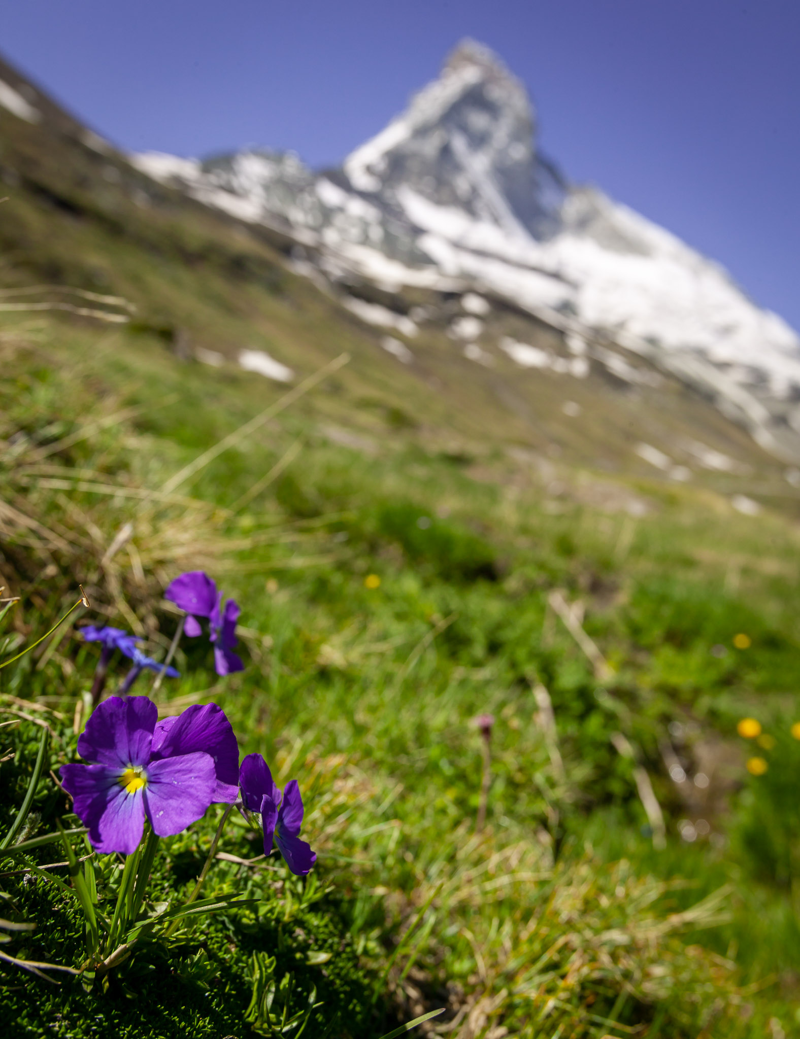 Wildflowers along hike from Schwarzsee to Stafel