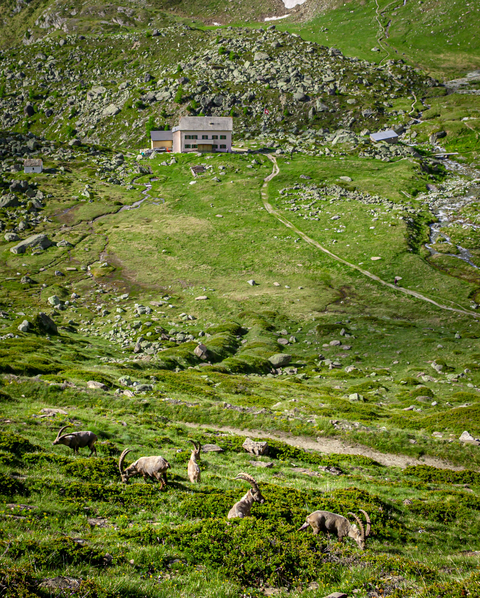 Steinhorn (Ibex) above Trift