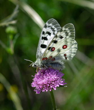 Wildflowers near Zmutt