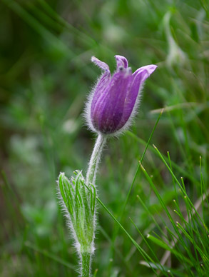 Wildflowers near Trift
