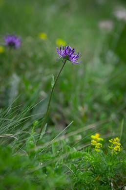 Wildflowers near Trift