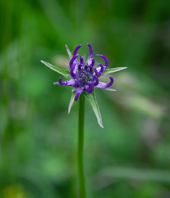 Wildflowers near Trift