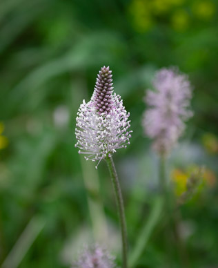 Wildflowers near Trift