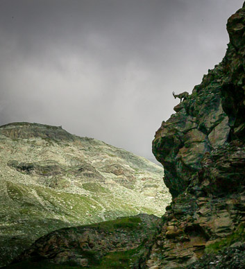 Steinhorn (Ibex) above Trift
