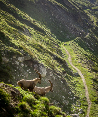Steinhorn (Ibex) above Trift