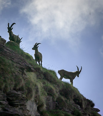 Steinhorn (Ibex) above Trift