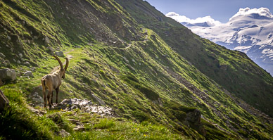 Steinhorn (Ibex) above Trift