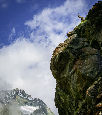 Steinhorn (Ibex) above Trift