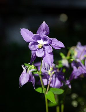 Wildflowers near Zmutt