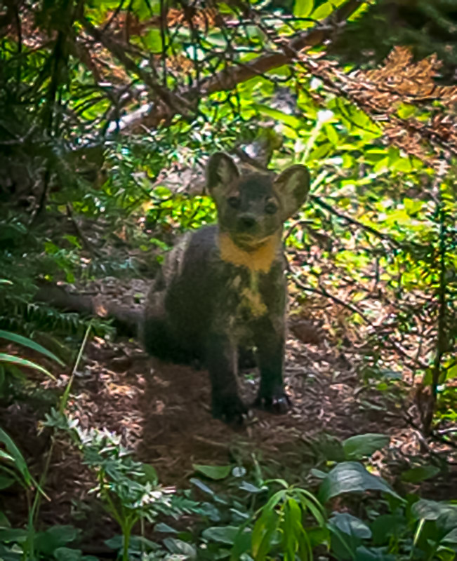 Pine Marten