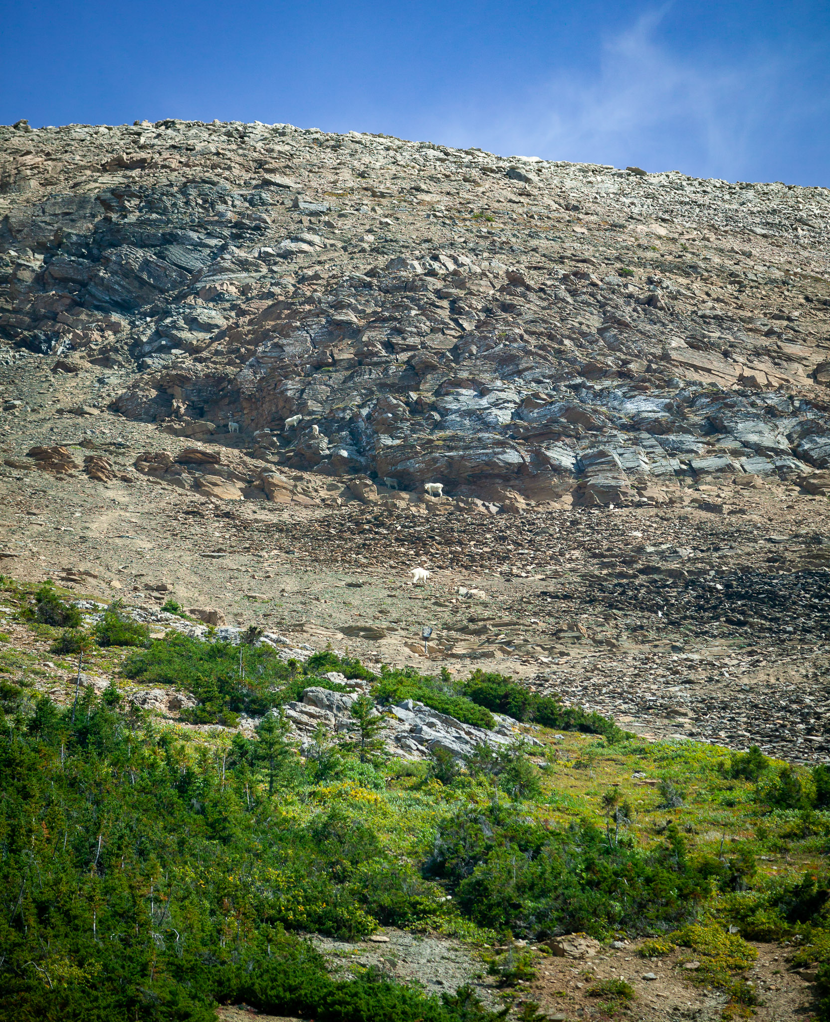 Mountain goats in the Burgess Shale restricted area (oldest fossils in North America)