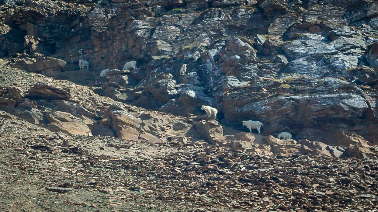 Mountain goats in the Burgess Shale restricted area (oldest fossils in North America)