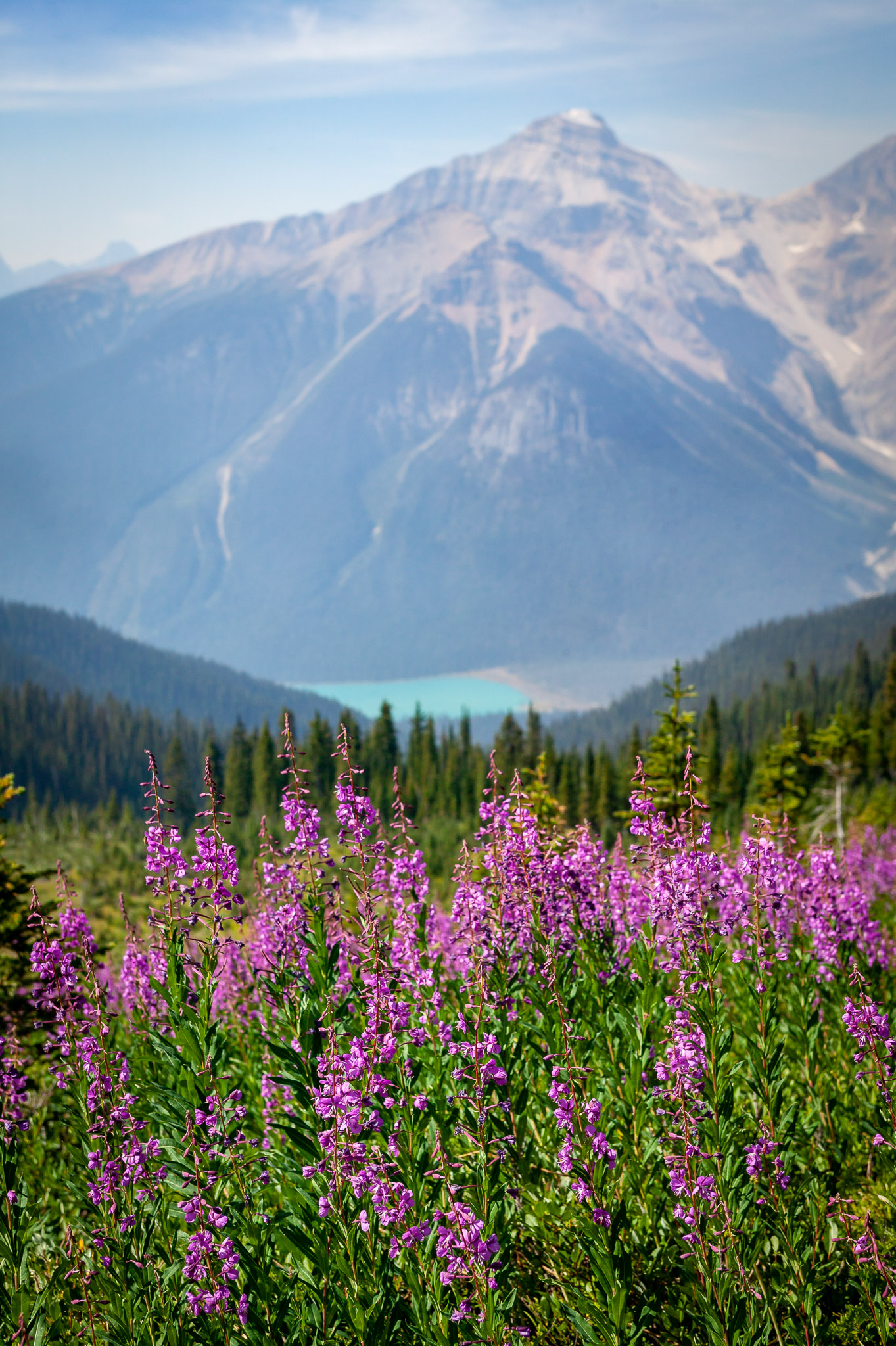 Fireweed, with Emerald Lake in background