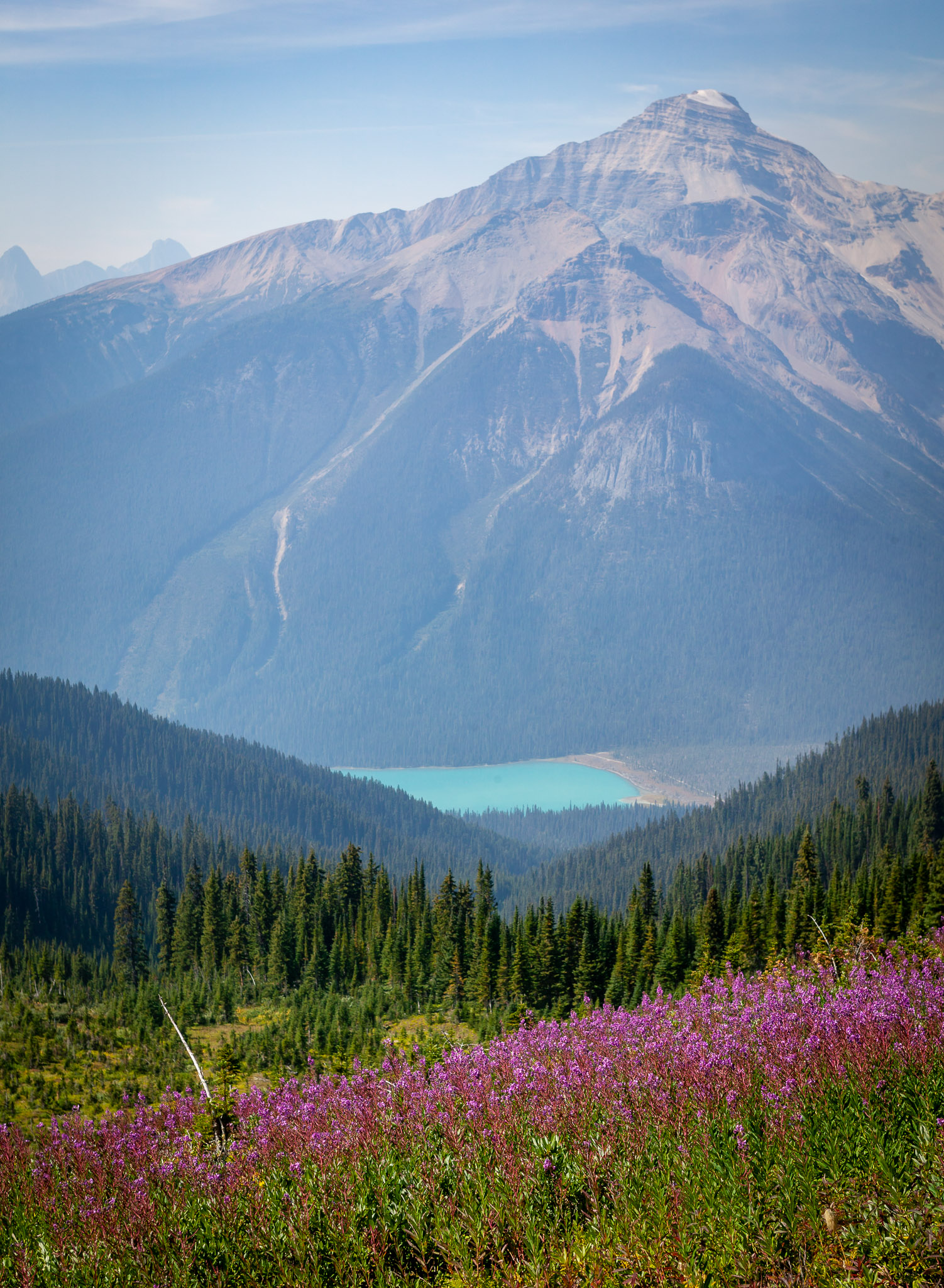 Fireweed, with Emerald Lake in background